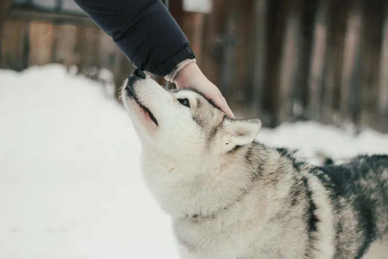Eine Hand streichelt einen Husky im Schnee