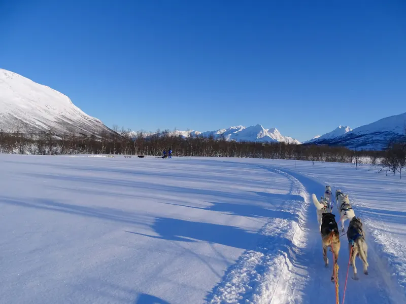 Hundegespann auf einer breiten Schneespur unter blauem Himmel, im Hintergrund verschneite Berge