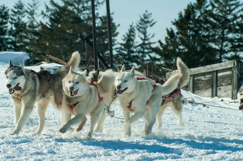 Vier Huskys laufen im Gespann durch den Schnee