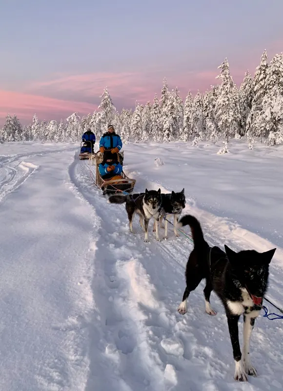 Gespann auf einer Schneespur am Waldrand unter rosa Abendhimmel